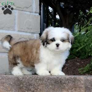 Honey Bee, Lhasa Apso Mix Puppy